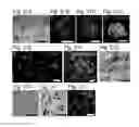 Fig. 32 - PLURIPOTENT STEM CELL THAT CAN BE ISOLATED FROM BODY TISSUE
