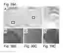 Fig. 40 - PLURIPOTENT STEM CELL THAT CAN BE ISOLATED FROM BODY TISSUE