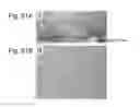 Fig. 52 - PLURIPOTENT STEM CELL THAT CAN BE ISOLATED FROM BODY TISSUE
