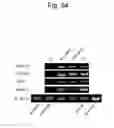 Fig. 55 - PLURIPOTENT STEM CELL THAT CAN BE ISOLATED FROM BODY TISSUE