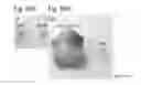 Fig. 58 - PLURIPOTENT STEM CELL THAT CAN BE ISOLATED FROM BODY TISSUE