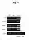 Fig. 65 - PLURIPOTENT STEM CELL THAT CAN BE ISOLATED FROM BODY TISSUE