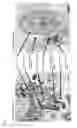 Fig. 02 - METHOD OF PRODUCING FULL THICKNESS SKIN HAVING SKIN ACCESSORY ORGANS