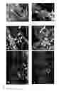 Fig. 08 - METHOD OF PRODUCING FULL THICKNESS SKIN HAVING SKIN ACCESSORY ORGANS