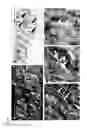 Fig. 09 - METHOD OF PRODUCING FULL THICKNESS SKIN HAVING SKIN ACCESSORY ORGANS