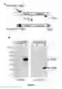 Fig. 04 - Nucleic acids useful for integrating into and gene expression in hyperthermophilic acidophilic Archaea