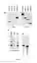 Fig. 05 - Nucleic acids useful for integrating into and gene expression in hyperthermophilic acidophilic Archaea