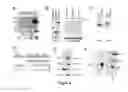 Fig. 06 - Nucleic acids useful for integrating into and gene expression in hyperthermophilic acidophilic Archaea