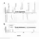 Fig. 08 - Nucleic acids useful for integrating into and gene expression in hyperthermophilic acidophilic Archaea