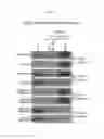 Fig. 19 - Manipulation of nuclear architecture
