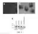 Fig. 04 - INHIBITING GENE EXPRESSION WITH dsRNA