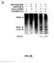 Fig. 06 - CRISPR-Cas Nickase Systems, Methods And Compositions For Sequence Manipulation in Eukaryotes