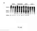 Fig. 10 - CRISPR-Cas Nickase Systems, Methods And Compositions For Sequence Manipulation in Eukaryotes