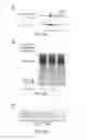Fig. 12 - CRISPR-Cas Nickase Systems, Methods And Compositions For Sequence Manipulation in Eukaryotes