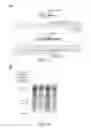 Fig. 16 - CRISPR-Cas Nickase Systems, Methods And Compositions For Sequence Manipulation in Eukaryotes