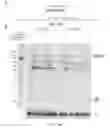 Fig. 24 - CRISPR-Cas Nickase Systems, Methods And Compositions For Sequence Manipulation in Eukaryotes