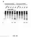 Fig. 30 - CRISPR-Cas Nickase Systems, Methods And Compositions For Sequence Manipulation in Eukaryotes