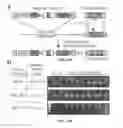 Fig. 35 - CRISPR-Cas Nickase Systems, Methods And Compositions For Sequence Manipulation in Eukaryotes