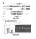 Fig. 40 - CRISPR-Cas Nickase Systems, Methods And Compositions For Sequence Manipulation in Eukaryotes
