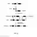 Fig. 43 - CRISPR-Cas Nickase Systems, Methods And Compositions For Sequence Manipulation in Eukaryotes