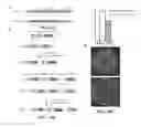 Fig. 45 - CRISPR-Cas Nickase Systems, Methods And Compositions For Sequence Manipulation in Eukaryotes