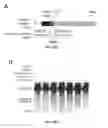 Fig. 84 - CRISPR-Cas Nickase Systems, Methods And Compositions For Sequence Manipulation in Eukaryotes