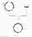 Fig. 05 - Gene targeting method