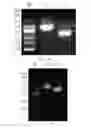 Fig. 12 - Gene targeting method