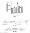Fig. 12 - Fluorometric and colorimetric quantification techniques with autonomously and reversibly stalling catalytic signal amplification