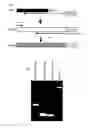 Fig. 01 - Cell barcoding in microfluidics