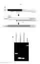 Fig. 07 - Cell barcoding in microfluidics