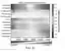 Fig. 15 - Transposition of native chromatin for personal epigenomics
