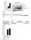 Fig. 06 - VISUAL DETECTION OF PLATINATED DNA LESIONS FROM A CLICKABLE CISPLATIN PROBE USED AS DIAGNOSTIC TOOL OR TO IDENTIFY SYNERGISTIC TREATMENTS