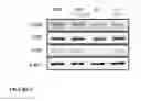 Fig. 03 - Lactobacillus and composition for preventing, improving, or treating degenerative brain diseases or cognitive function disorders