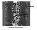 Fig. 01 - Triple-phase stainless steel and method for producing same
