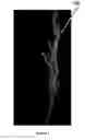 Fig. 05 - Method and apparatus for measuring inflorescence, seed and/or seed yield phenotype
