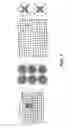 Fig. 08 - Device and method for force phenotyping of cells for high-throughput screening and analysis