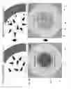 Fig. 02 - MIMICRY OF NEUROINFLAMMATORY MICROENVIRONMENTS AND METHODS OF USE AND MANUFACTURING THEREOF