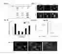 Fig. 06 - MIMICRY OF NEUROINFLAMMATORY MICROENVIRONMENTS AND METHODS OF USE AND MANUFACTURING THEREOF