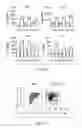 Fig. 06 - Regulatory T-cells, method for their isolation and uses