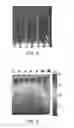 Fig. 06 - Contractile function measuring devices, systems, and methods of use thereof