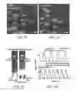 Fig. 41 - Contractile function measuring devices, systems, and methods of use thereof