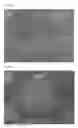 Fig. 24 - Method for producing chimeric animal