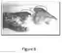 Fig. 07 - System and method for preparing crustacean body parts for meat extraction
