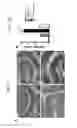 Fig. 06 - BILE ACID COMPOSITIONS AND METHODS OF USE