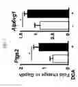 Fig. 08 - BILE ACID COMPOSITIONS AND METHODS OF USE