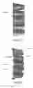 Fig. 19 - Cigar tube