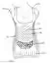 Fig. 01 - Full torso maternity garment