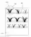 Fig. 01 - SYSTEM FOR MULTIPLE ARTIFICIAL EYELASHES ON A TAPE STRIP SUCH THAT THEY ARE FLARED WITH ADHESIVELESS ROOTS