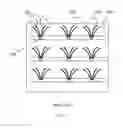 Fig. 02 - SYSTEM FOR MULTIPLE ARTIFICIAL EYELASHES ON A TAPE STRIP SUCH THAT THEY ARE FLARED WITH ADHESIVELESS ROOTS
